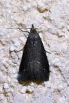 Schrankia costaestrigalis