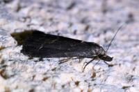 Schrankia costaestrigalis