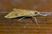 Udea ferrugalis