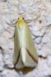 Rhodometra sacraria
