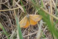 Lythria cruentaria