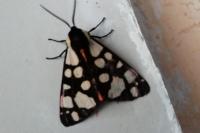 Arctia villica