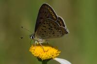 Lycaena tityrus