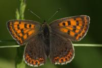 Lycaena tityrus
