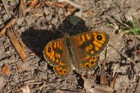 Lasiommata megera