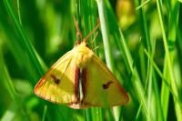 Diacrisia sannio