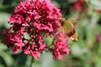 Hemaris fuciformis