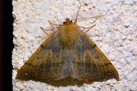 Colotois pennaria