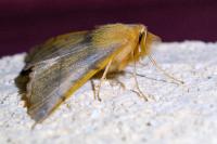 Colotois pennaria