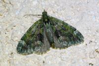 Chloroclysta siterata