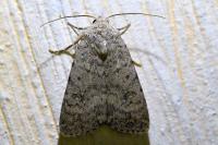 Caradrina clavipalpis