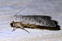 Caradrina clavipalpis