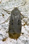 Conistra rubiginosa