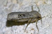 Conistra rubiginosa