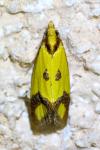 Agapeta zoegana