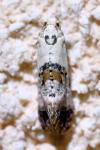 Cochylis hybridella