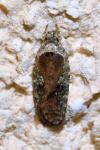 Agonopterix purpurea