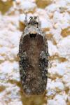 Agonopterix purpurea