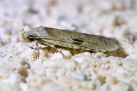 Agonopterix propinquella