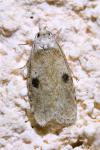 Agonopterix propinquella