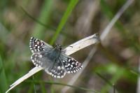 Pyrgus malvae