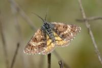 Isturgia famula