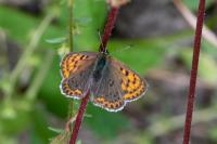 Lycaena tityrus