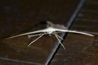 Scopula imitaria