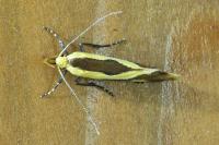 Harpella forficella