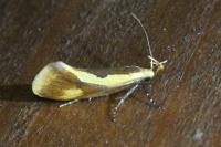 Harpella forficella