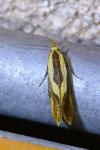 Harpella forficella