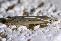 Limnaecia phragmitella