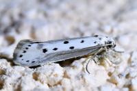 Ethmia terminella