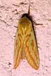 Hepialus humuli