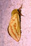 Hepialus humuli