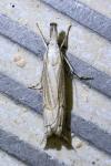 Metacrambus carectellus