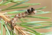 Dendrolimus pini