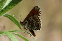 Melitaea cinxia
