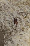 Rhinolophus hipposideros