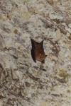 Rhinolophus hipposideros
