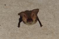 Plecotus austriacus