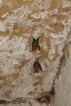 Rhinolophus hipposideros
