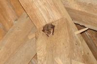 Myotis myotis