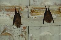 Rhinolophus ferrumequinum