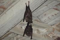 Rhinolophus ferrumequinum