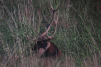 Cerf élaphe