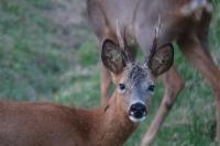 Capreolus capreolus