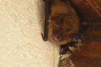 Myotis emarginatus