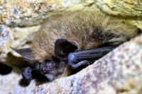 Myotis mystacinus