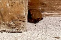 Myotis emarginatus